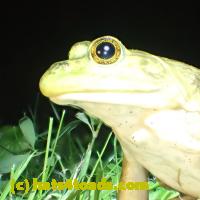 /home//u458753944/public_html/sourcegallery///Frogs/More bullfrogs/P6080147.JPG